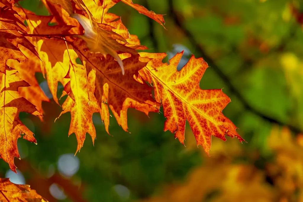 Feuille d’automne tombée dans la forêt de Phalempin près de Lille