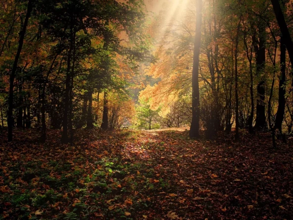 Sentier boisé dans la forêt de Phalempin près de Lille